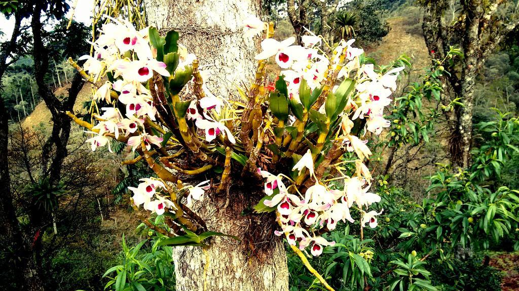 Pousada Amor Perfeito Visconde De Maua Bagian luar foto